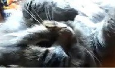 搞笑鹦鹉爆料视频大全下载,笑料横生，欢乐无限